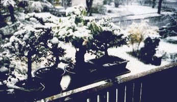 Bonsai im Schnee