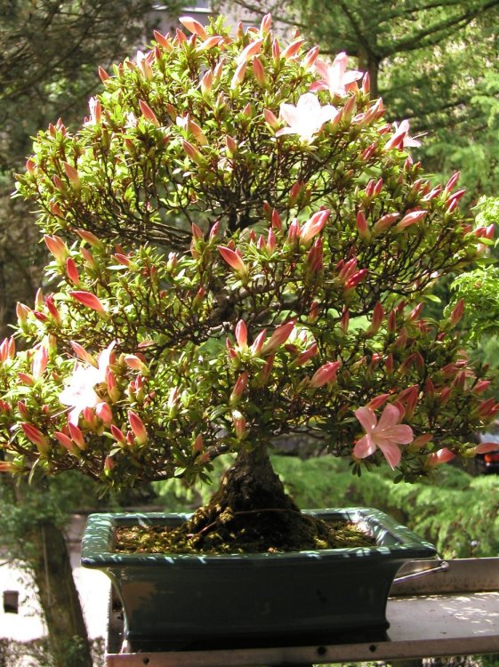 Azalee japonica 2003