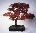 Ahorn-Bonsai